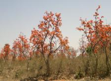 Nature Views behind Ashram 